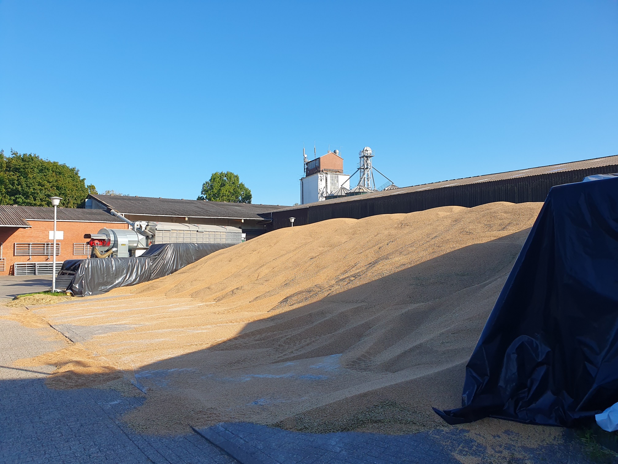 newsimages/151-Ernte 2025 Berg Marienhafe6.jpg